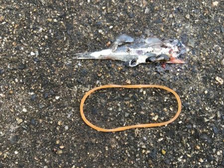 ワインドでサゴシ、アジ